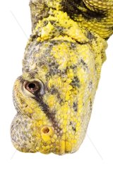 Portrait of Saharan Spiny-tailed Lizard on white background