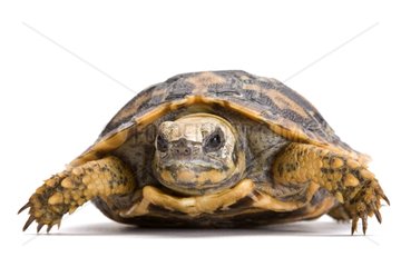 African Pancake Tortoise on a white background