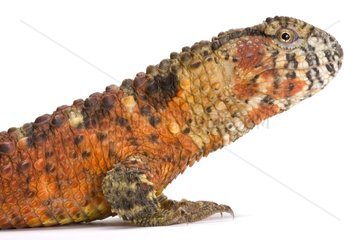 Chinese Crocodile Lizard on a white background