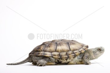 European Pond Turtle on white background