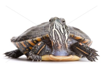 Eastern Painted Turtle on white background