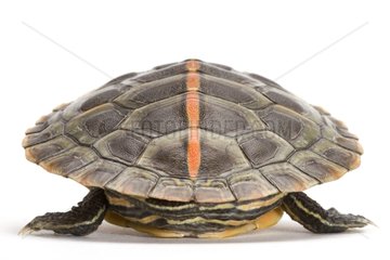 Southern Painted Turtle on white background