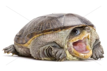 Narrow-bridged Musk Turtle on white background