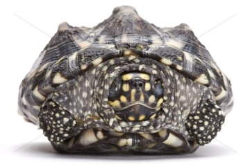 Spotted Pond Turtle on white background