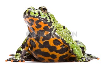 Oriental fire-bellied toad on white background