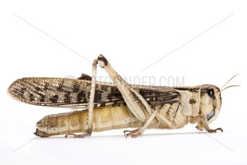 Gregarious Desert Locust on white background
