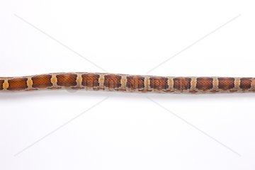 Red Corn Snake 'Classic' on white background