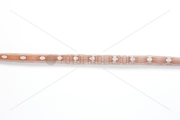 Red Corn Snake 'Motley Ghost' on white background