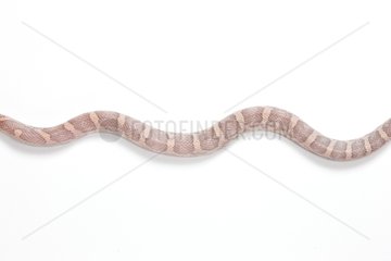 Red Corn Snake 'Lavender' on white background