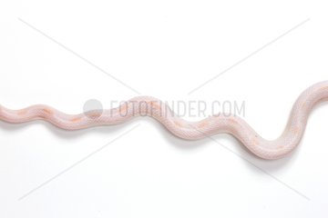 Red Corn Snake 'Opale Motley' on white background