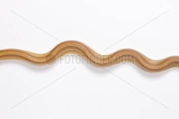 Red Corn Snake 'Striped Caramel' on white background