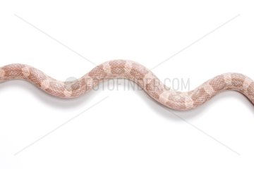 Red Corn Snake 'Hypomelanistic Lavender' on white background