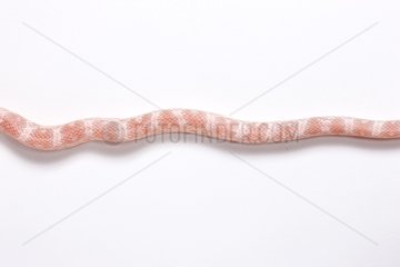 Red Corn Snake 'Coral Snow' on white background