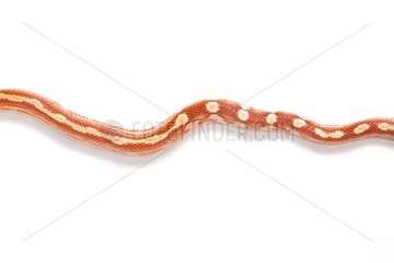 Red Corn Snake 'Motley Ultramel' on white background