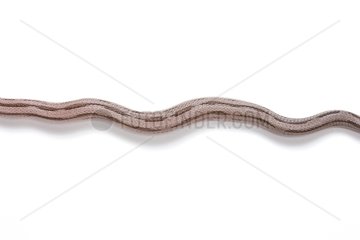 Red Corn Snake 'Black Striped Anerythristique'