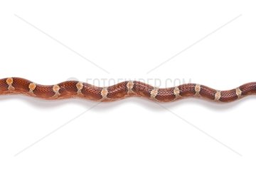 Red Corn Snake 'Blood Red' on white background