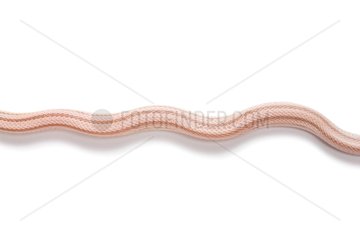 Red Corn Snake 'Striped Ghost' on white background