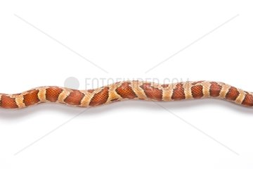 Red Corn Snake 'Charcoal Anerythristiqu' on white background