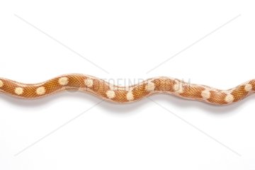 Red Corn Snake 'Butter Motley' on white background