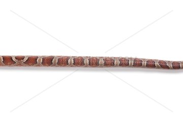 Red Corn Snake 'Miami Blood Red' on white background