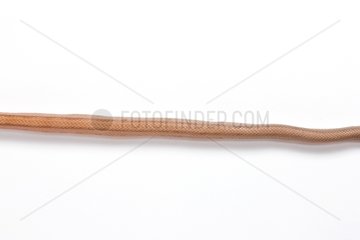 Red Corn Snake 'Striped' on white background