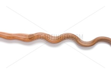 Red Corn Snake 'Striped' on white background