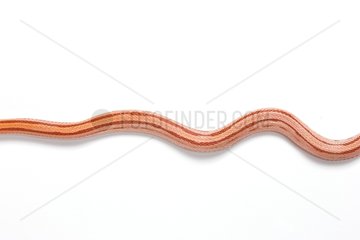 Red Corn Snake 'Striped Albinos' on white background