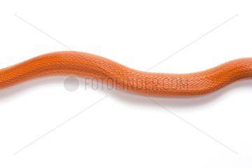 Red Corn Snake 'Hypomelanistique striped'on white background