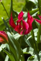 Tulipe viridiflora 'Doll's minuet'