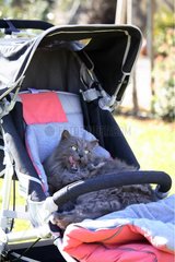 Cat lying in a baby stroller France