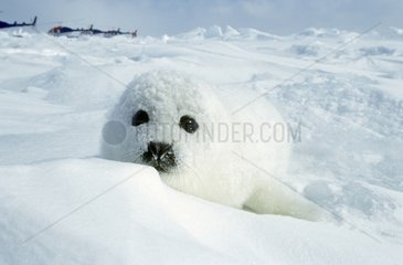Junge Harfensiegel auf Snow Canada gelegt