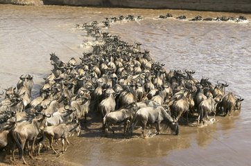 White-bearded Wildebeest crossing a river Masaï Mara
