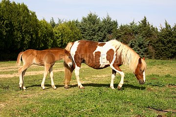 Mare and its foal in a meadow