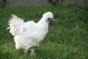 Negre-soie Hen