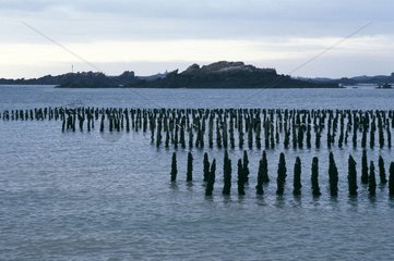 Mussel bed with high tide in France