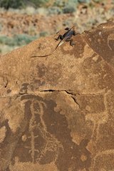 Namibian rock agama near rupestral carving Twyfelfontein