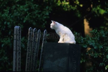Rinnenkatze sitzt auf dem Japan -Friedhof von Yanaka Tokyo Japan