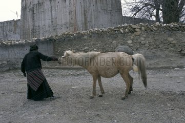 Frau mit einer Stute  die Mustang Nepal fÃ¤rbt