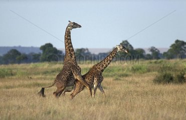 Masai giraffes mating Masai Mara Kenya