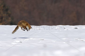 Rote Fuchsjagd im Schnee in Savoy France