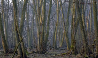 Flooded forest in the morning mist The Dombes France