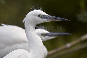 Portrait of two juvenile Little Egret of the year France