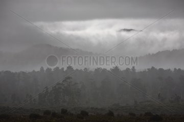 Forest of the West Coast by bad weather New Zealand
