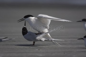 Mating of White-fronted Tern New Zealand