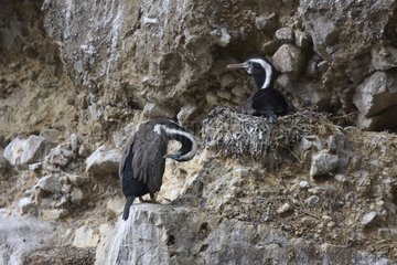Couple of Spotted Shag at nest New Zealand