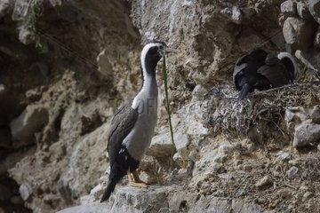Couple of Spotted Shag at nest New Zealand