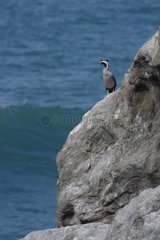 Spotted Shag at the edge of the cliff New Zealand
