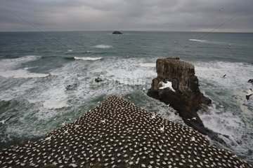 Colony of Australasian Gannet near ocean in New Zealand