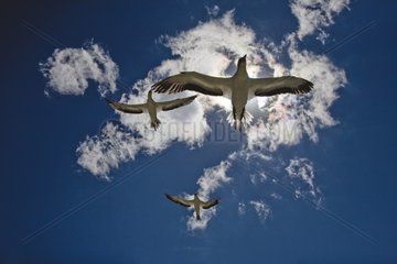 Australasian Gannet flying in New Zealand
