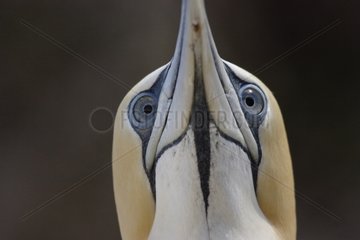 Close up of an Australasian Gannet in New Zealand